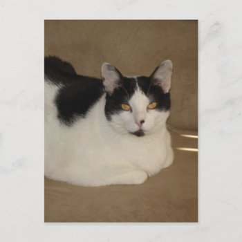 Cat On A Couch Postcard by bonfirecats at Zazzle