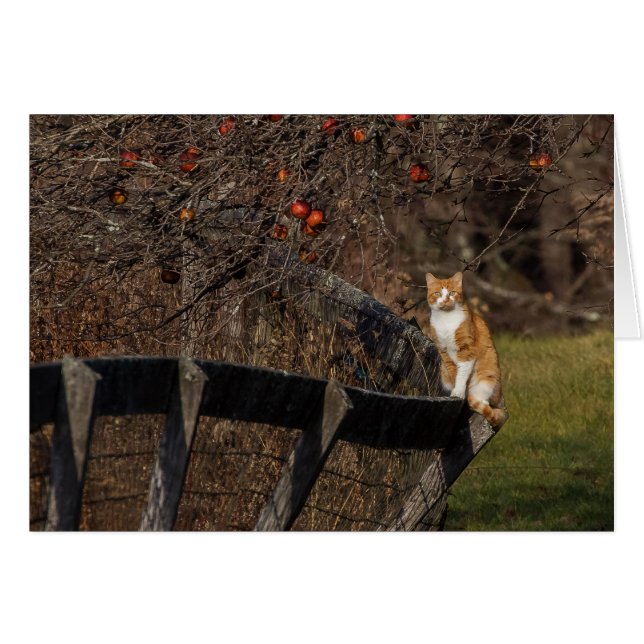 Cat On A Fence Cards (Front Horizontal)