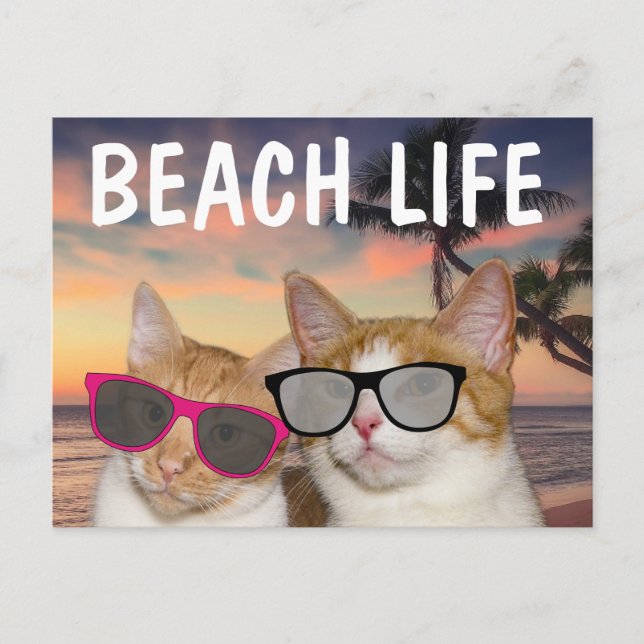 CAT ON BEACH 'CATS BEACH LIFE Postcards (Front)