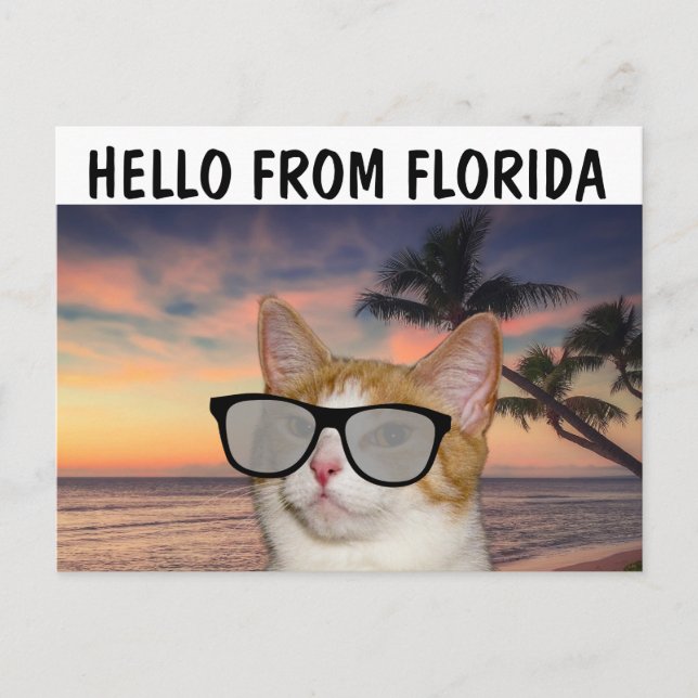 CAT ON BEACH HELLO FROM FLORIDA Postcards (Front)
