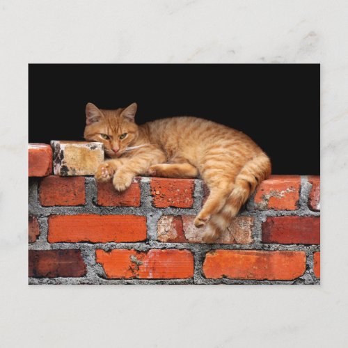 Cat on Brick Wall  Postcard