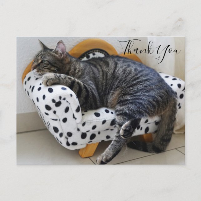 Cat on Fashionable Mini Sofa Thank You Postcard (Front)