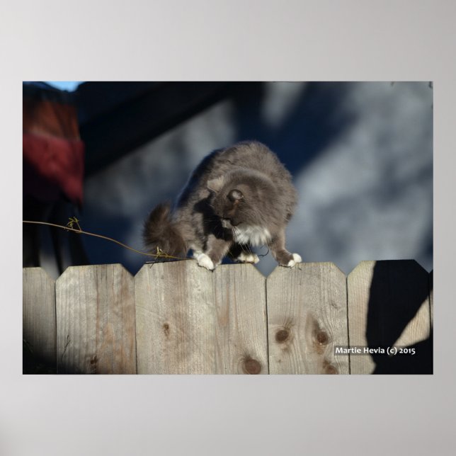 Cat on Fence (11) Poster (Front)