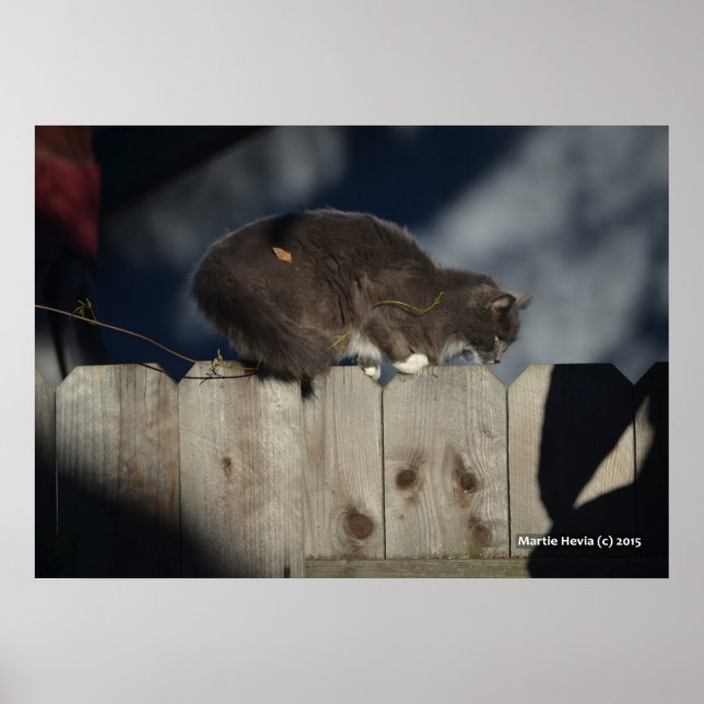 Cat on Fence (14) Poster (Front)