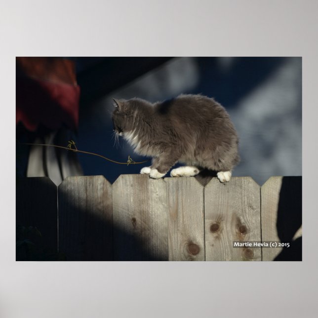 Cat on Fence (19) Poster (Front)