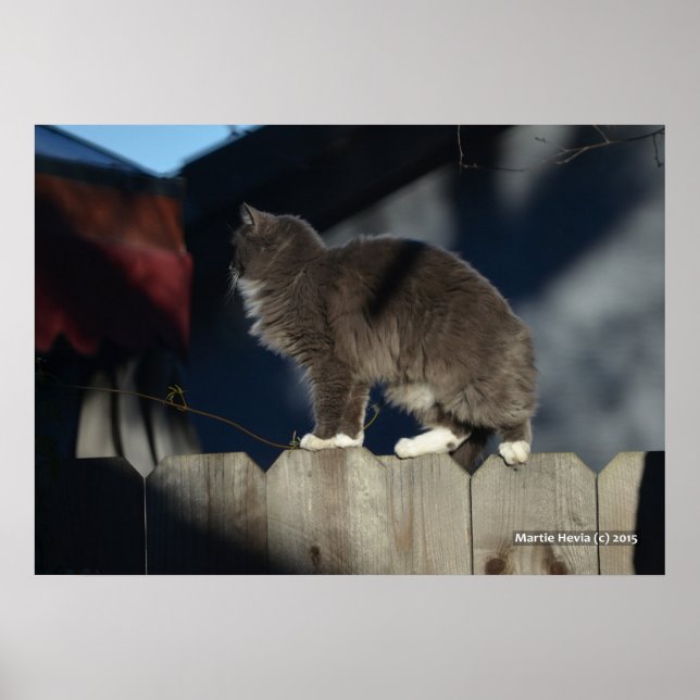 Cat on Fence (20) Poster (Front)