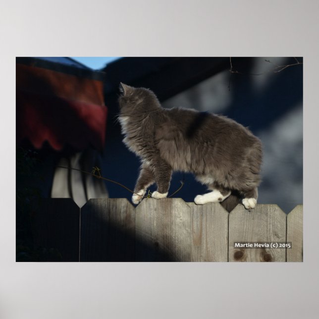 Cat on Fence (21) Poster (Front)