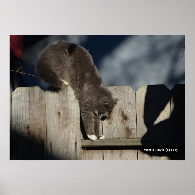Cat on Fence (6) Poster (Front)