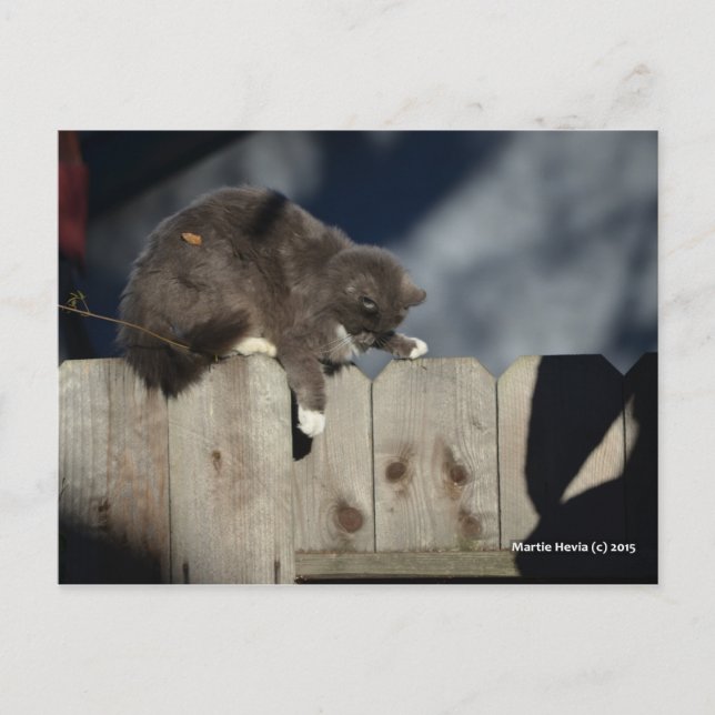 Cat on Fence (9) Postcard (Front)