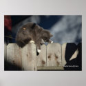 Cat on Fence (9) Poster