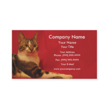 Cat on red background