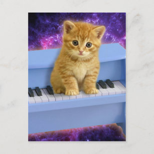 Cat on the blue piano postcard