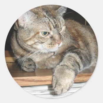 Cat On The Bookshelf Classic Round Sticker by DonnaGrayson_Photos at Zazzle