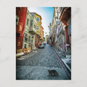 Cat on the street of Istanbul Postcard