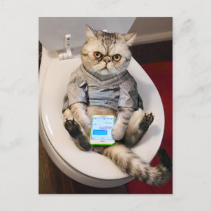 Cat on Toilet Invitation Postcard