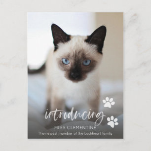 Cat or Kitten Adoption, Introducing New Pet Photo Postcard