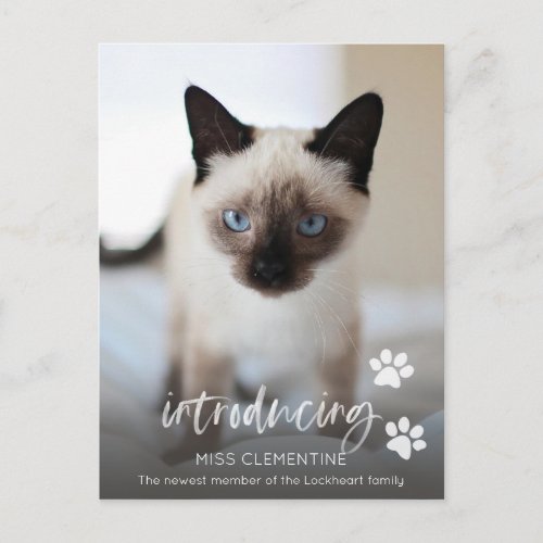 Cat or Kitten Adoption Introducing New Pet Photo Postcard