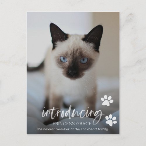 Cat or Kitten Adoption Photo Card Introducing Pet Postcard