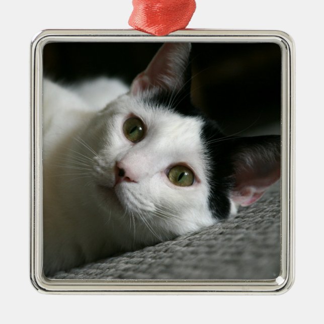 Cat Ornament (Front)