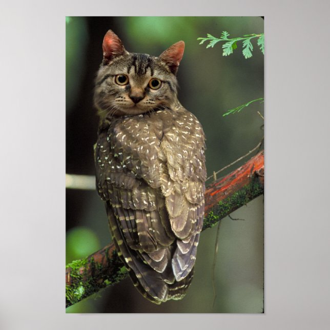 Cat Owl Poster (Front)