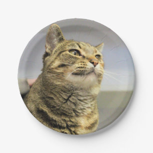 Cat Paper Plates