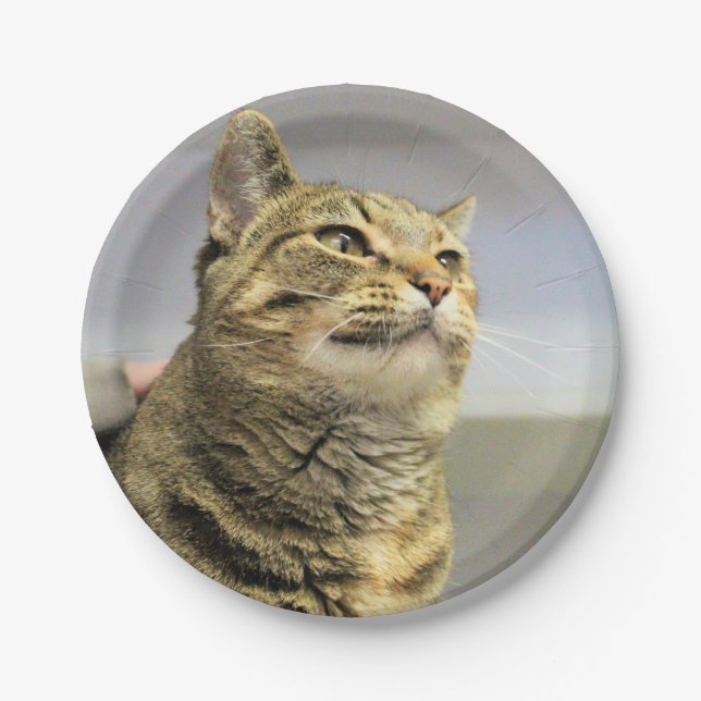Cat Paper Plates (Front)
