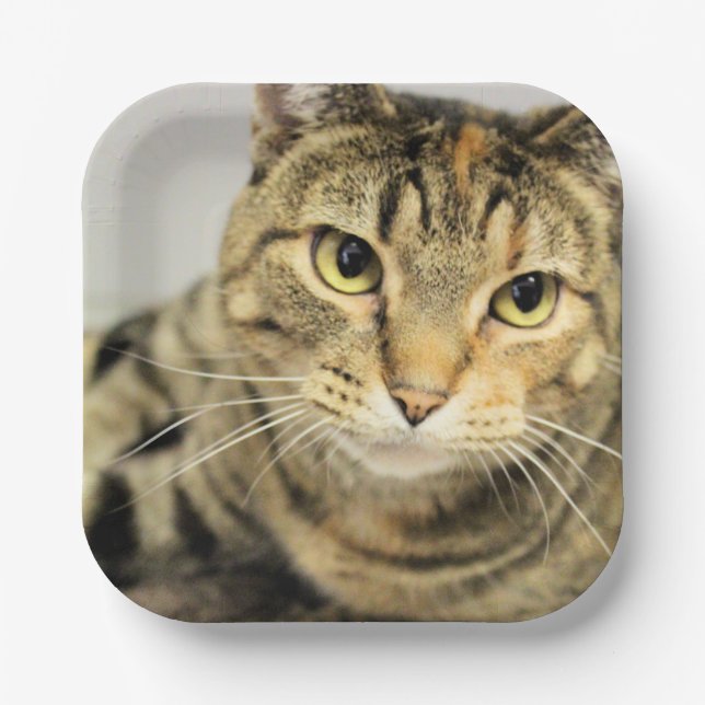 Cat Paper Plates (Front)