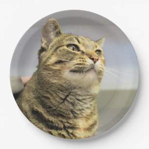 Cat     paper plates