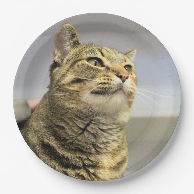 Cat     paper plates (Front)