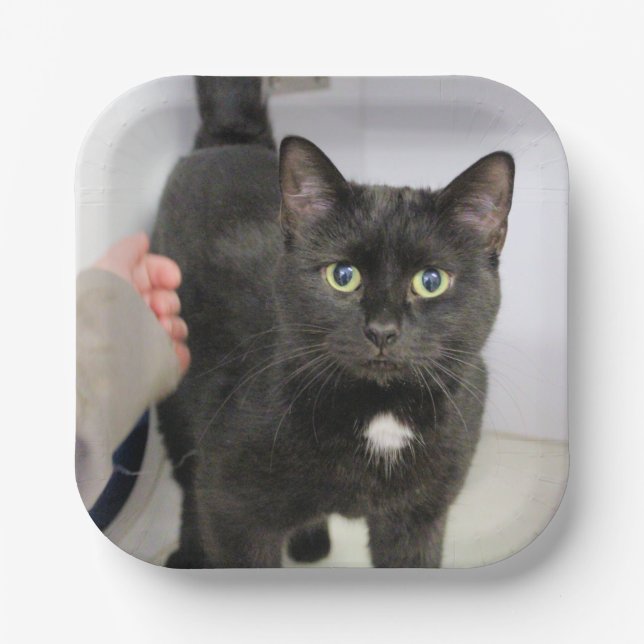 Cat   paper plates (Front)