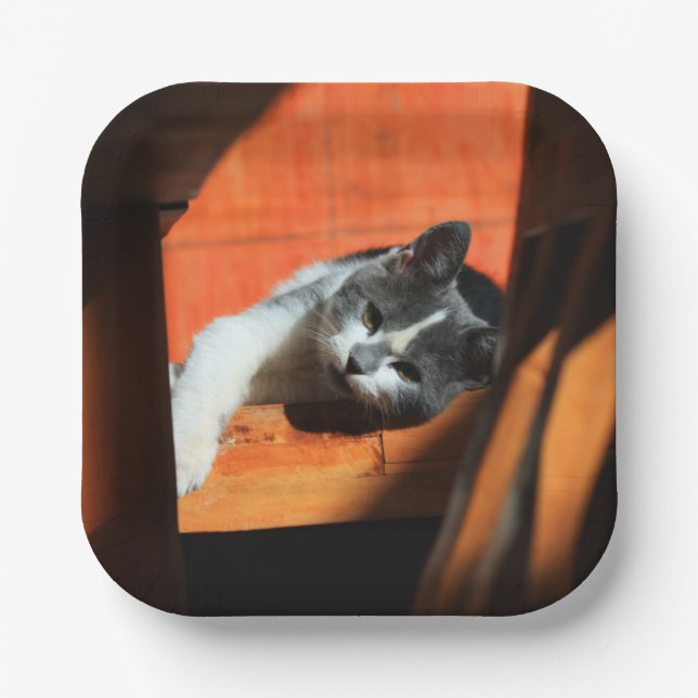 Cat Paper Plates (Front)