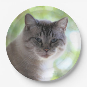 Cat  paper plates