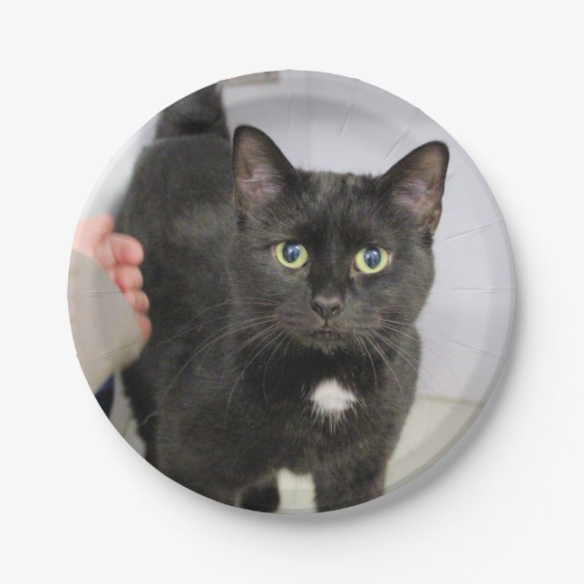 Cat Paper Plates (Front)