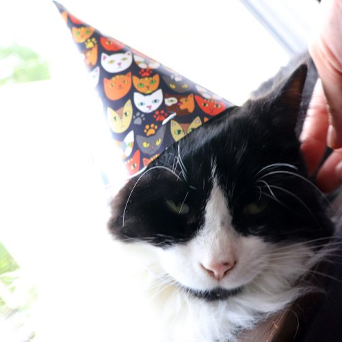 Cat Party Party Hat