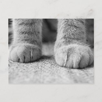 Cat Paws Post Card by AllyJCat at Zazzle