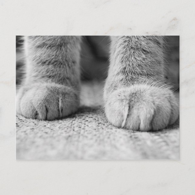 Cat Paws Post Card (Front)