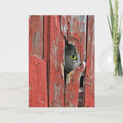 Cat peeking in barn wood hole card