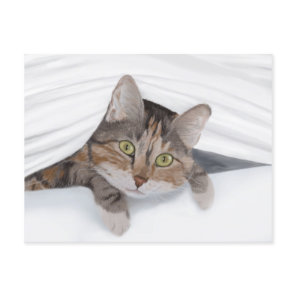 Cat Peeking Out JW Postcard