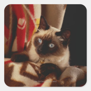 Cat peeking through quilt square sticker