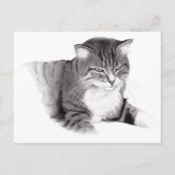 Cat: Pencil Drawing: Original Art Postcard by joyart at Zazzle