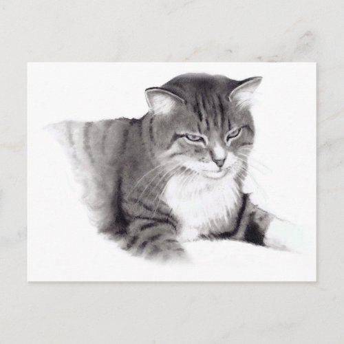 Cat Pencil Drawing Original Art Postcard