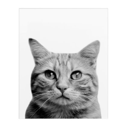 Cat pet animal photography black and white acrylic print