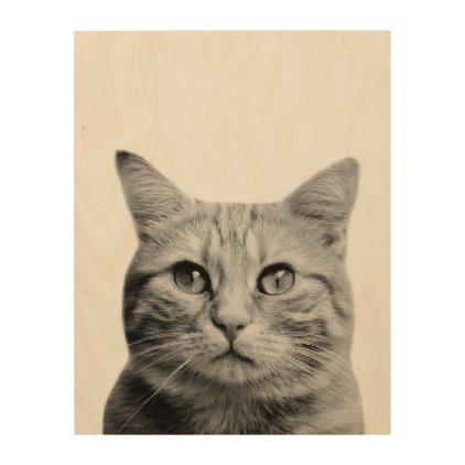 Cat pet animal photography black and white wood print