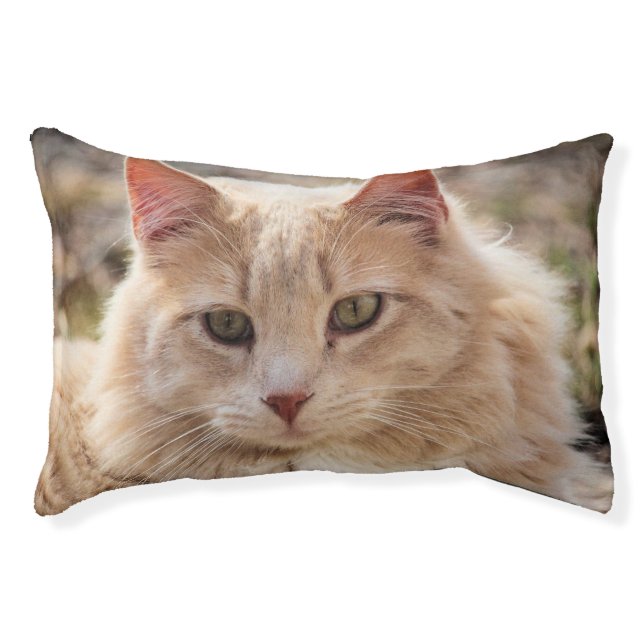 Cat Pet Bed (Front)