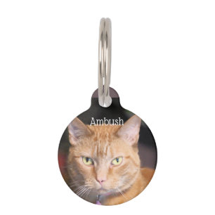 Cat pet ID tag
