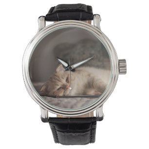 Cat, Pet, Kitten Watch
