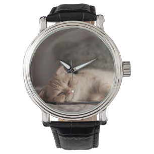 Cat, Pet, Kitten Watch