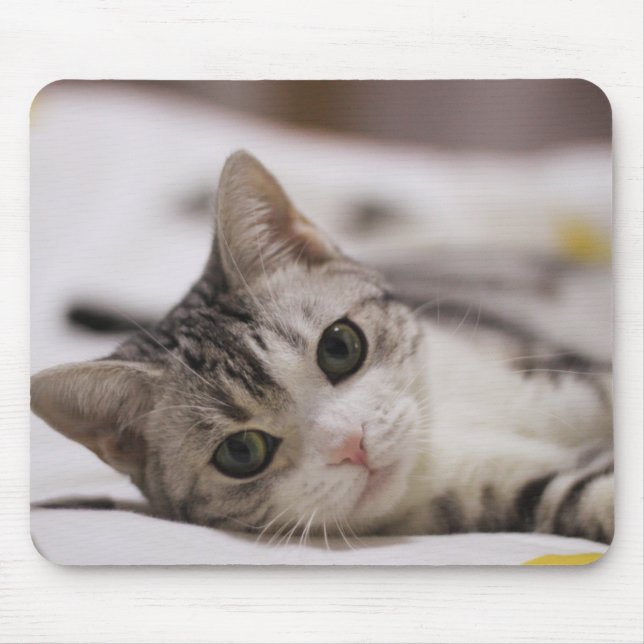 Cat, Pet, Nature Mouse Pad (Front)