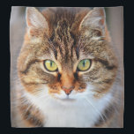Cat Photo Bandana<br><div class="desc">Cute cat photo. Great gifts for cat lovers.</div>