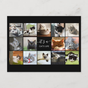 Cat Photo Collage Postcard